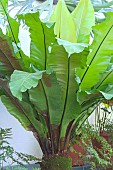 ASPLENIUM NIDUS