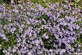 ASTER X FRIKARTII MONCH