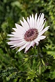 BERKHEYA PURPUREA