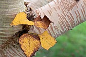 BETULA ERMANII GRAYSWOOD HILL