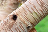 BETULA ERMANII GRAYSWOOD HILL