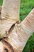 BETULA ERMANII GRAYSWOOD HILL