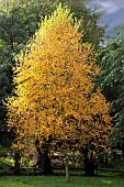BETULA LENTA