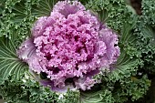 BRASSICA OLERACEA KAMOMA PINK