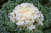 BRASSICA OLERACEA KAMOMA WHITE