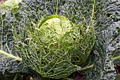 BRASSICA OLERACEA TOURMALINE F1