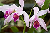 CATTLEYA CYPHERI