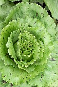 CHICHORIUM INTYBUS VARIEGATA DI CASTELFRANCO