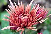 CHRYSANTHEMUM TULA CARMELLA