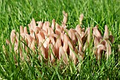 CLAVARIA FUMOSA