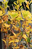 CLETHRA ALNIFOLIA RUBY SPICE
