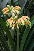 CLIVIA ROBUSTA