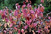 CORNUS ALBA KESSELRINGII