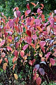 CORNUS ALBA KESSELRINGII