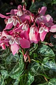 CYCLAMEN DJIX PINK F1,