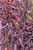 DODONAEA VISCOSA PURPUREA