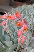 ECHEVERIA HOLY GATE
