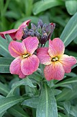 ERYSIMUM SUGAR RUSH
