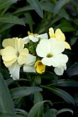 ERYSIMUM SUGAR RUSH