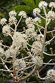 FATSIA JAPONICA