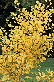 GINKGO BILOBA GOLD SPIRE