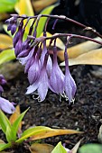 HOSTA PURPLE HEART