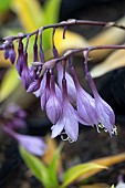HOSTA PURPLE HEART