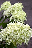 HYDRANGEA PANICULATA SKYFALL