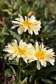 LEUCANTHEMUM X SUPERBUM REAL CHARMER