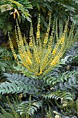 MAHONIA X MEDIA ARTHUR MENZIES