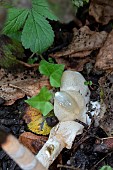 MUTINUS CANINUS