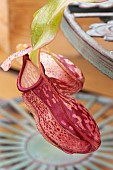 NEPENTHES X GAYA L