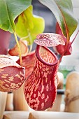 NEPENTHES X GAYA L
