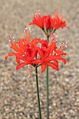NERINE LOCH CASLUB
