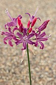 NERINE QUEST