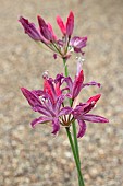 NERINE QUEST
