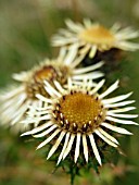 CARLINA VULGARIS (CARLINE THISTLE)