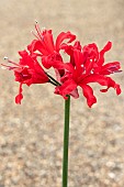 NERINE SEVERN  STOKE