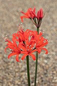 NERINE SPRINGBANK ALICE