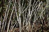 RUBUS COCKBURNIANUS