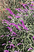 SALVIA LEUCANTHA