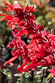 SALVIA SPLENDENS X DARCYI ROMAN RED