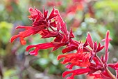 SALVIA SPLENDENS X DARCYI ROMAN RED