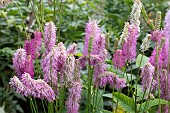SANGUISORBA HAKUSANENSIS PINK BRUSHES, KOREAN BURNET, HARDY PERENNIAL, OCTOBER