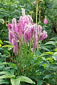 SANGUISORBA HAKUSANENSIS PINK BRUSHES