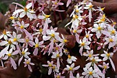 SAXIFRAGA FORTUNEI SIBYLL TRELAWNEY JP