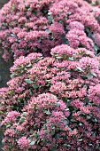 SEDUM PLURICAULE ROSE CARPET