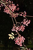 SORBUS PSEUDOHUPENSIS