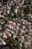 SYMPHYOTRICHUM LATERIFLORUM VAR. HORIZONTALE
