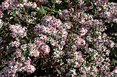 SYMPHYOTRICHUM LATERIFLORUM VAR. HORIZONTALE